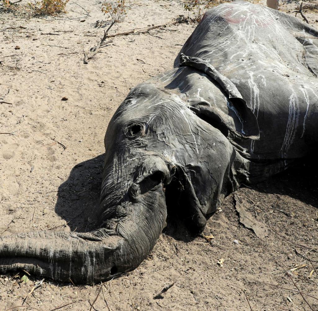 Ein Tierarzt untersucht den Kadaver eines toten Elefanten in der Nähe von Seronga im Okavango-Delta in Botswana